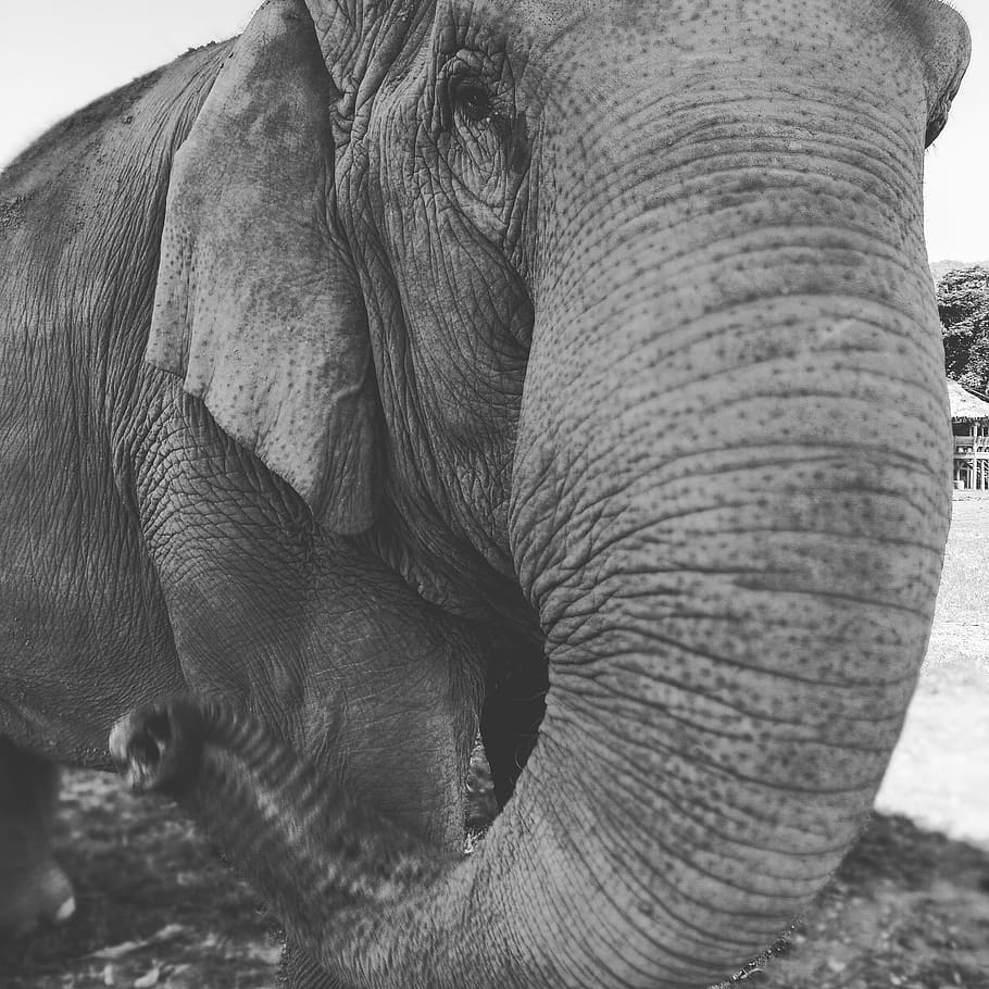 elephant, animal themes, mammal, one animal, animal body part HD wallpaper