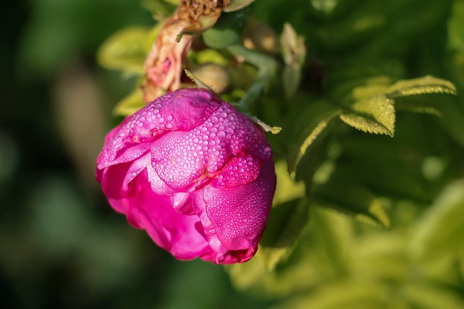 rose, dew, blossom, bloom, drip, beauty, red, romantic, drop of water HD wallpaper