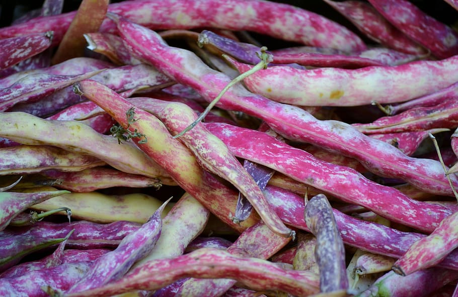beans, purple, vegetable, fresh, food and drink, freshness HD wallpaper