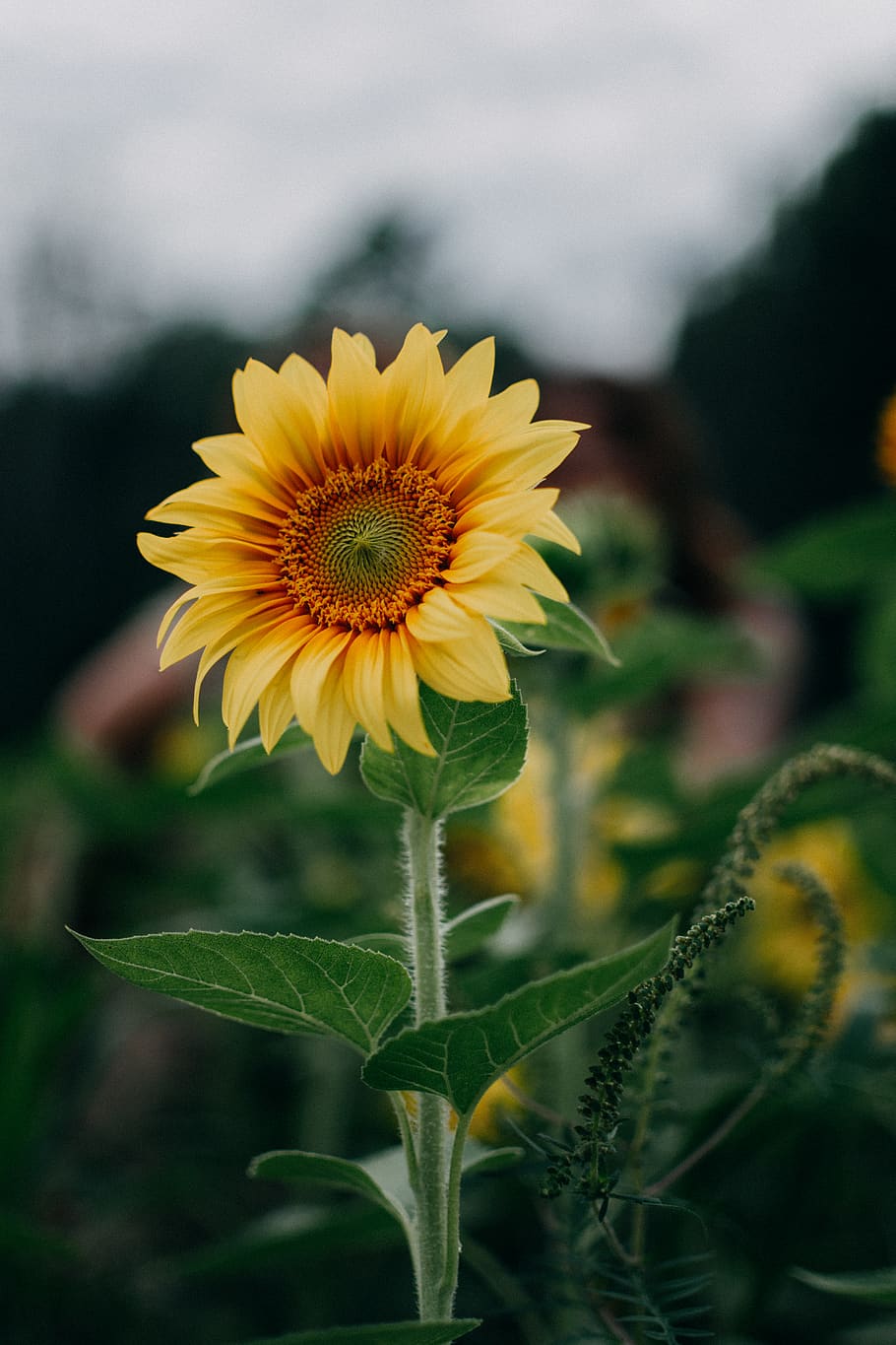 Sunflower Selective Focus Photography, bloom, blossom, field, HD wallpaper