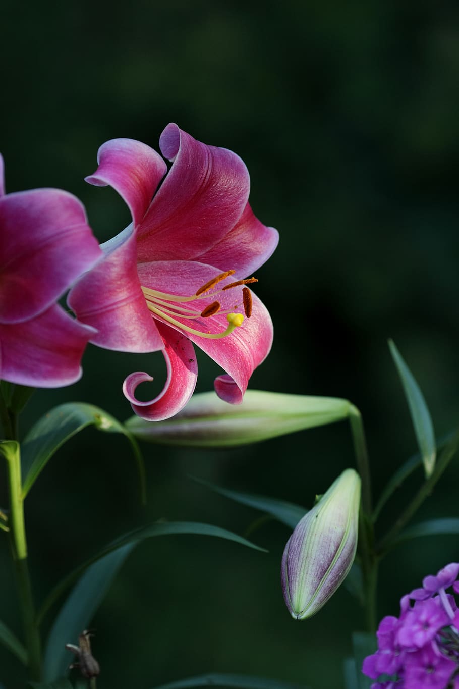 flower, lily, bloom, blossom, pink, floral, nature, flowering plant HD wallpaper