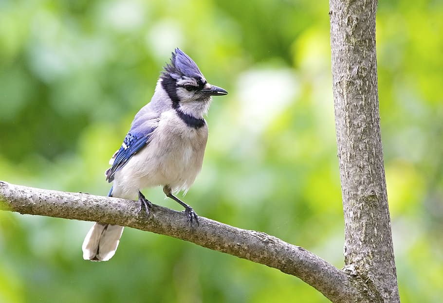 bird, bluejay, nature, wildlife, ornithology, animal, birding HD wallpaper