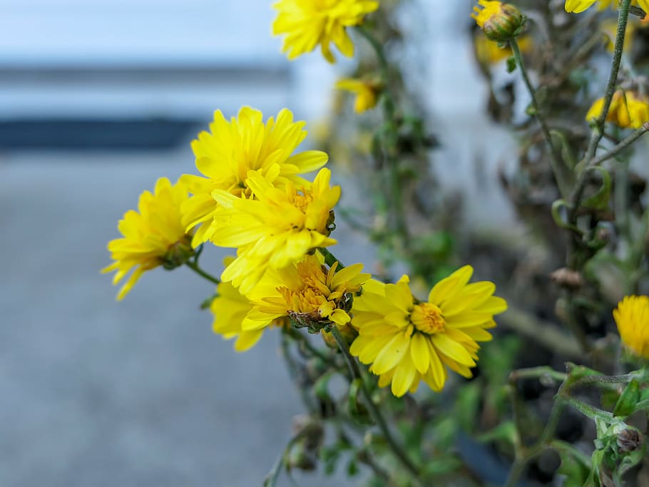 Yellow Mums, Fall, Flowers, Macro, Nature, blur, focus, flowering plant HD wallpaper