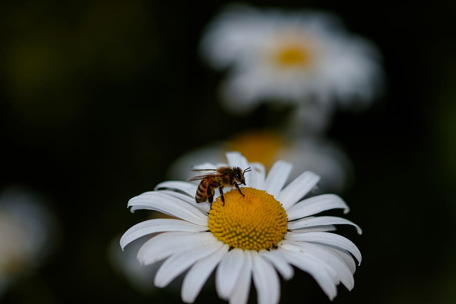 bee on daisy flower, flowering plant, insect, invertebrate, animal themes HD wallpaper