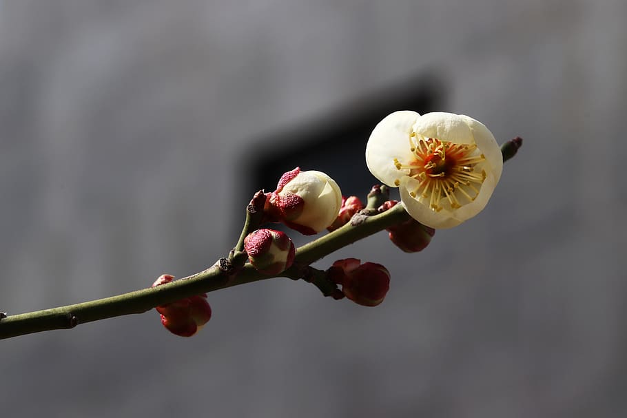 spring, spring flowers, nature, plants, beautiful, wood, garden HD wallpaper