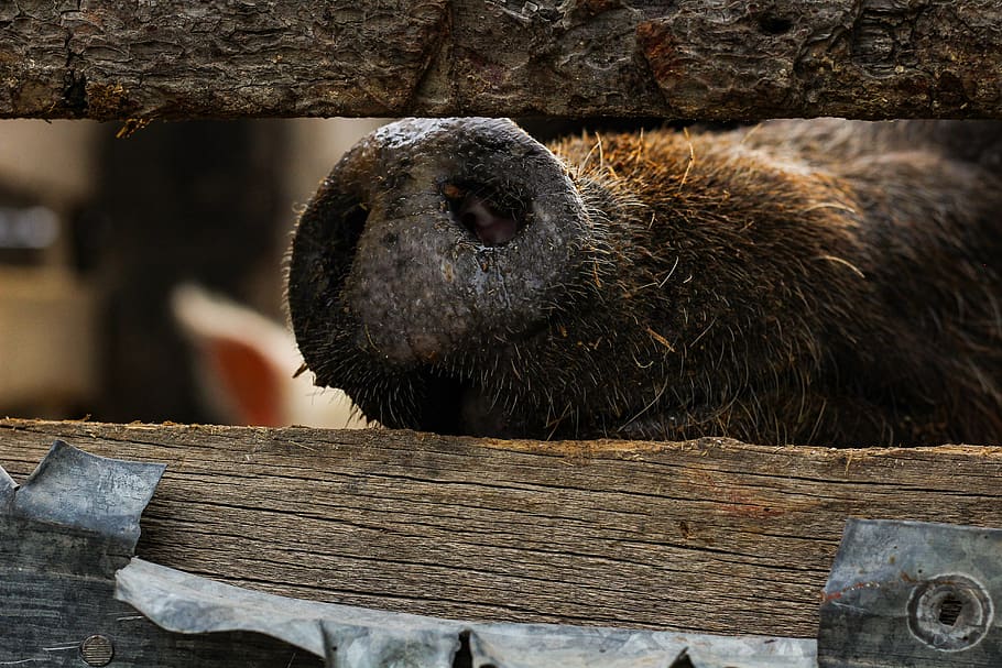brown pig inside cage, animal, animal themes, mammal, one animal HD wallpaper