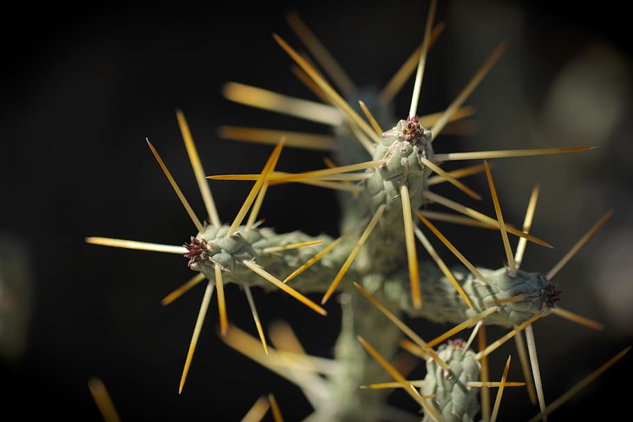 succulent, cactus, cacti, prickly, spiked, pincushion, nature HD wallpaper