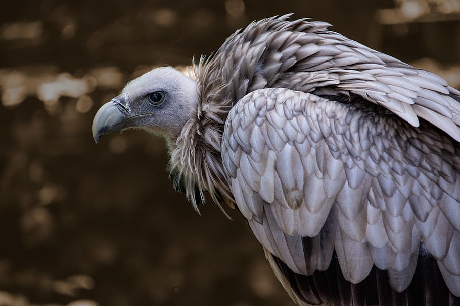snow vulture, himalayan griffon vulture, gyps himalayensis