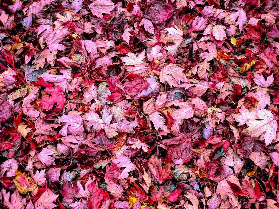 fall, autumn, leaves, red, full frame, backgrounds, plant part HD wallpaper