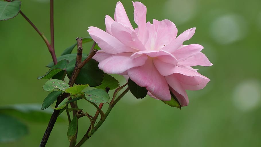 pink, former, field, plant, flower, flowering plant, beauty in nature HD wallpaper