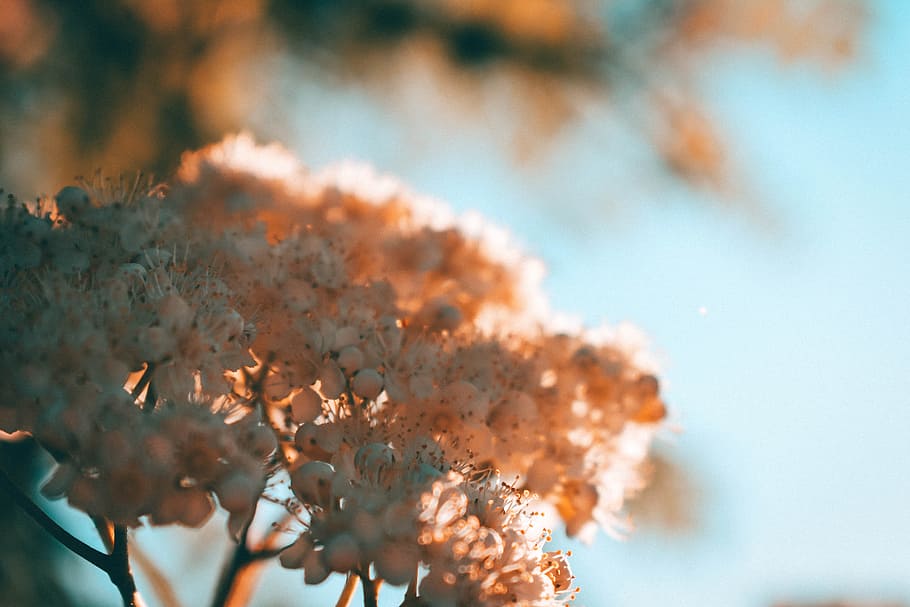 close-up photo of white petaled flower, light, sunlight, shadow, HD wallpaper