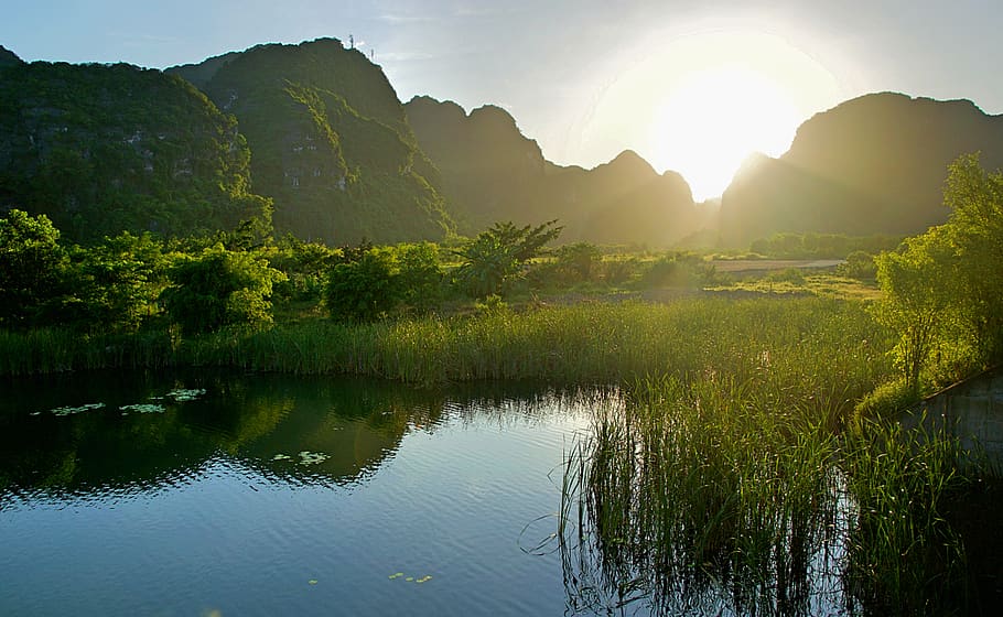 vietnam, ninh bình, asia, ninh binh, tam coc, rice, farm, rice field