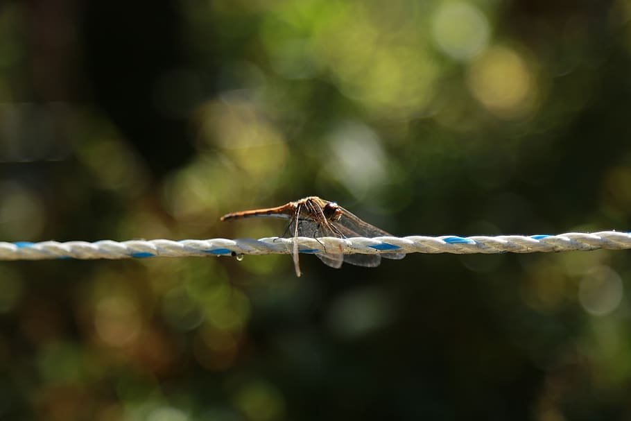 dragonfly, insects, nature, macro, wing, affix, animal themes HD wallpaper