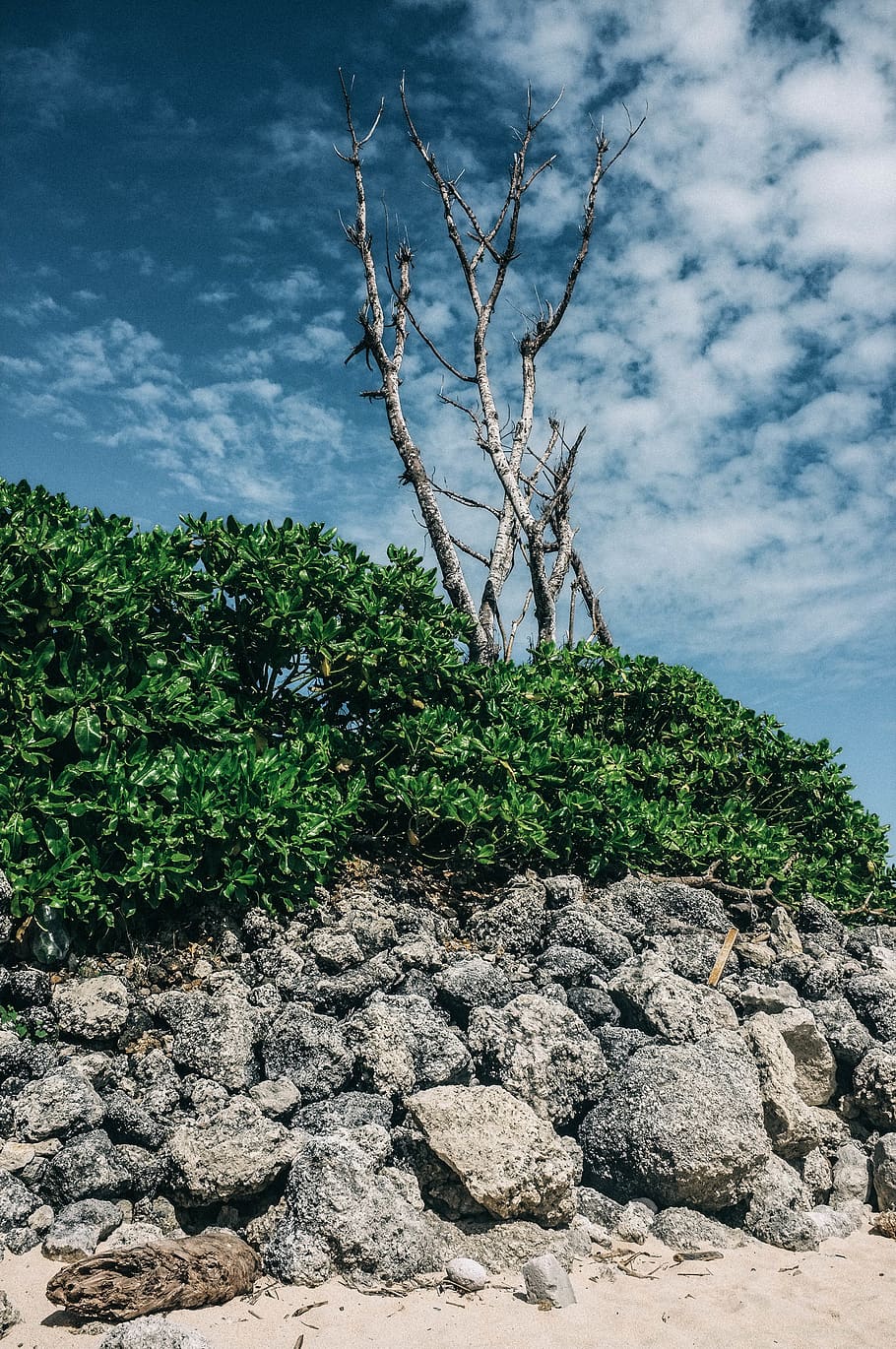 trees, bush, leaf, green, rock, stone, beach, sunny, cloud HD wallpaper