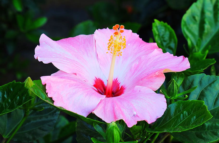 nature, flower, plant, leaf, garden, outdoor, bloom, beautiful HD wallpaper
