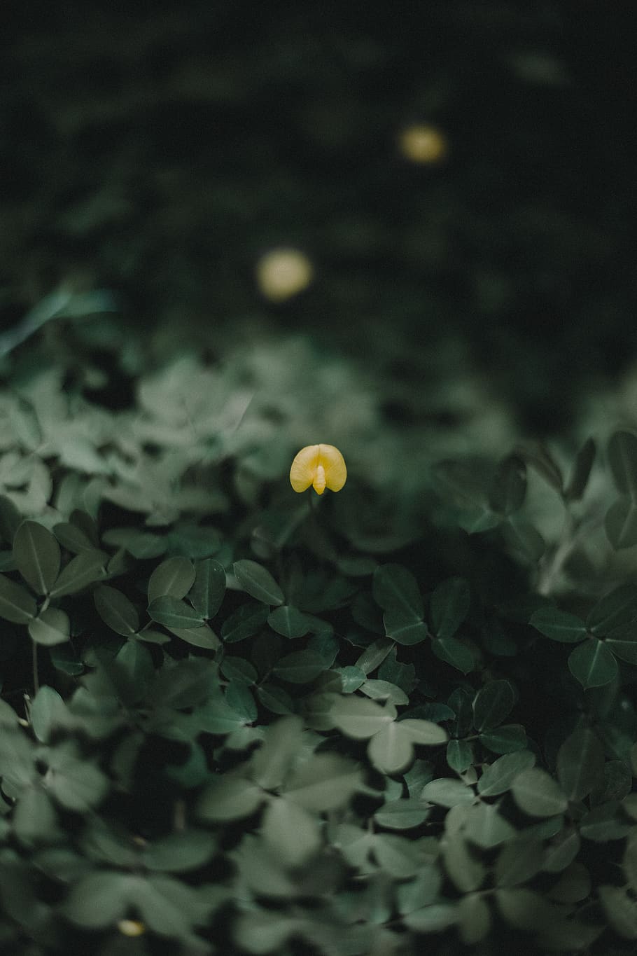 Selective Focus Photography of Yellow Petaled Flower, beautiful HD wallpaper