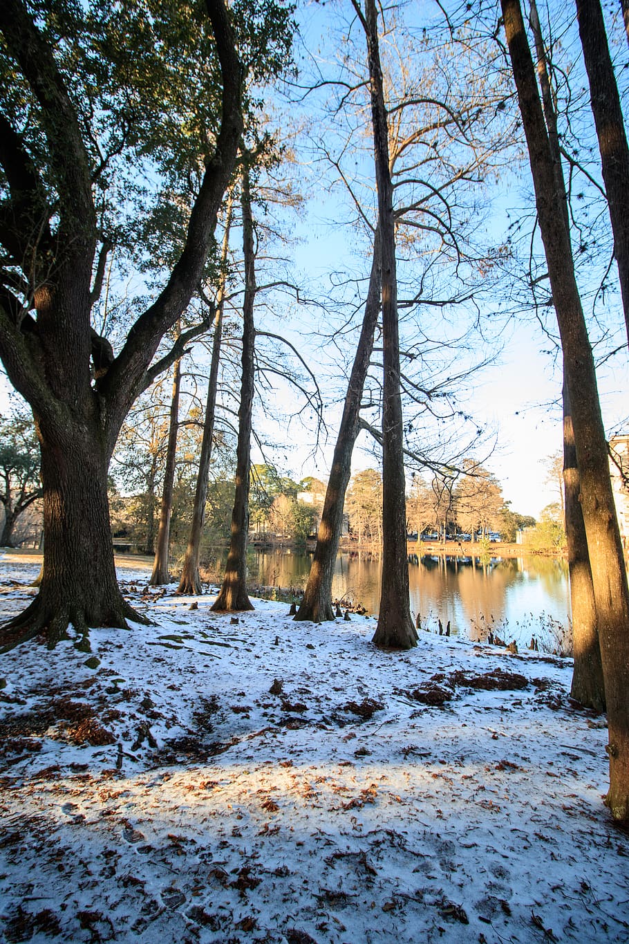 snow, lake, forest, tree, winter, cold temperature, plant, nature HD wallpaper