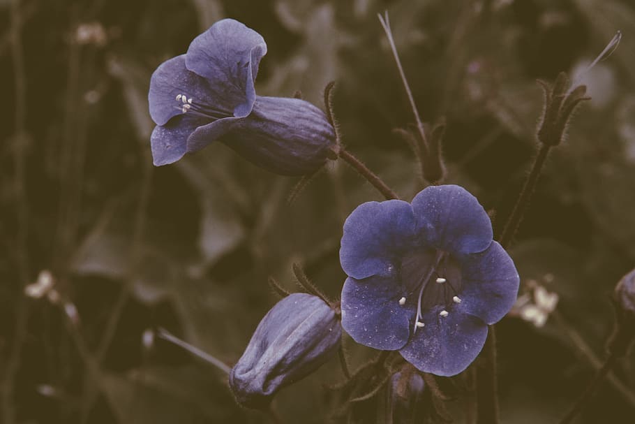 plant, flower, flowering plant, growth, beauty in nature, close-up HD wallpaper
