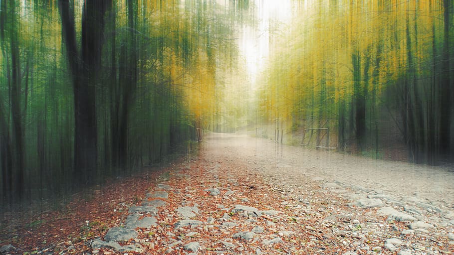 dream, forest, leaf, autumn, fall, leaves, stones, path, rural HD wallpaper