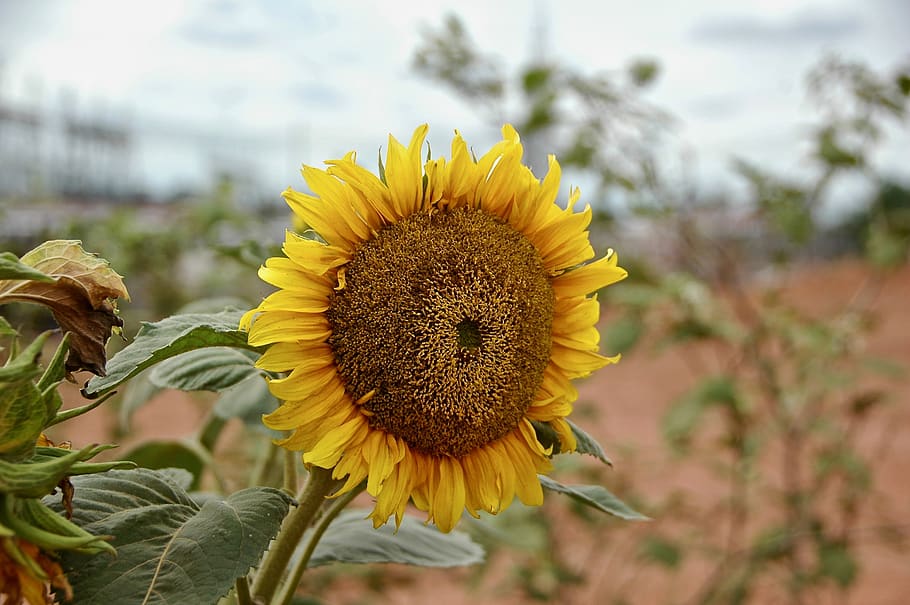 yellow, flower, plant, flowering plant, freshness, growth, flower head HD wallpaper
