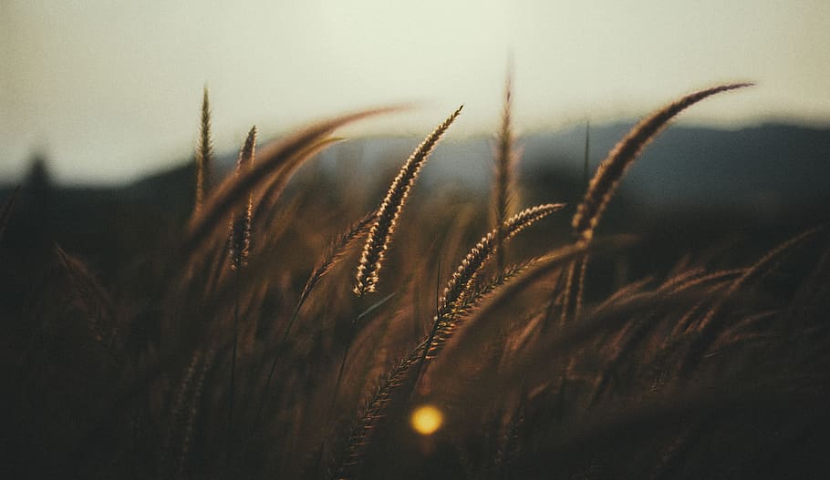 brown grasses, plant, flora, grain, nature, field, wheat, barley HD wallpaper
