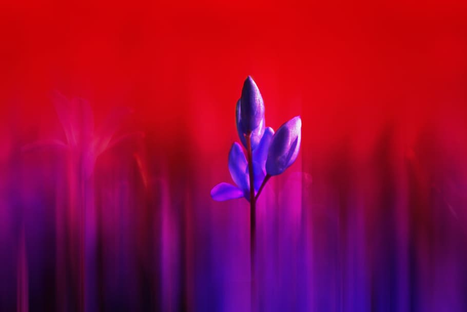 close, closeup, fresh, flower, nature, fragrance, garden, blooming HD wallpaper