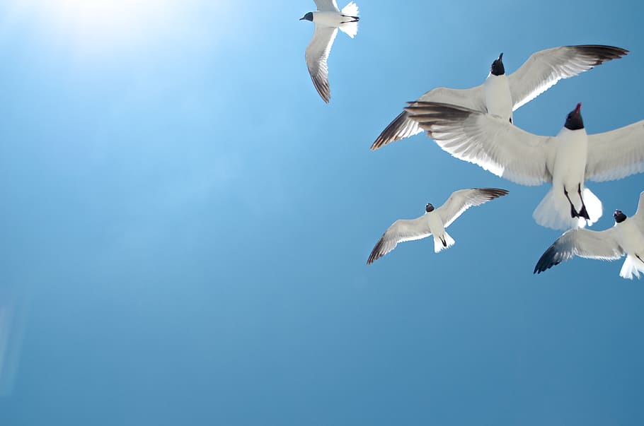 five white birds flying, animal wildlife, vertebrate, animal themes HD wallpaper