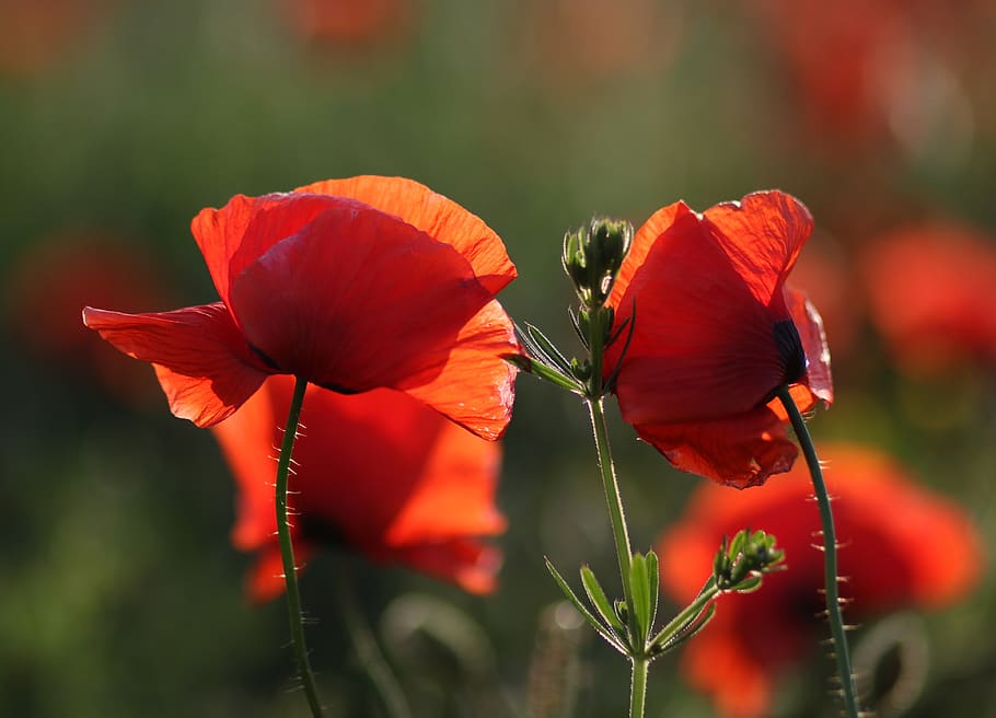 poppies, red, plain, flower, nature, flowering plant, fragility HD wallpaper