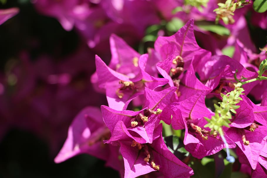 flowers, pink, spring, roses, nature, birthday, tree, summer HD wallpaper