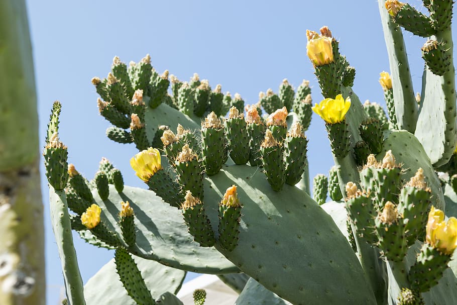 prickly pears, flowers, spring, sun, sky, blue, nature, cactus HD wallpaper