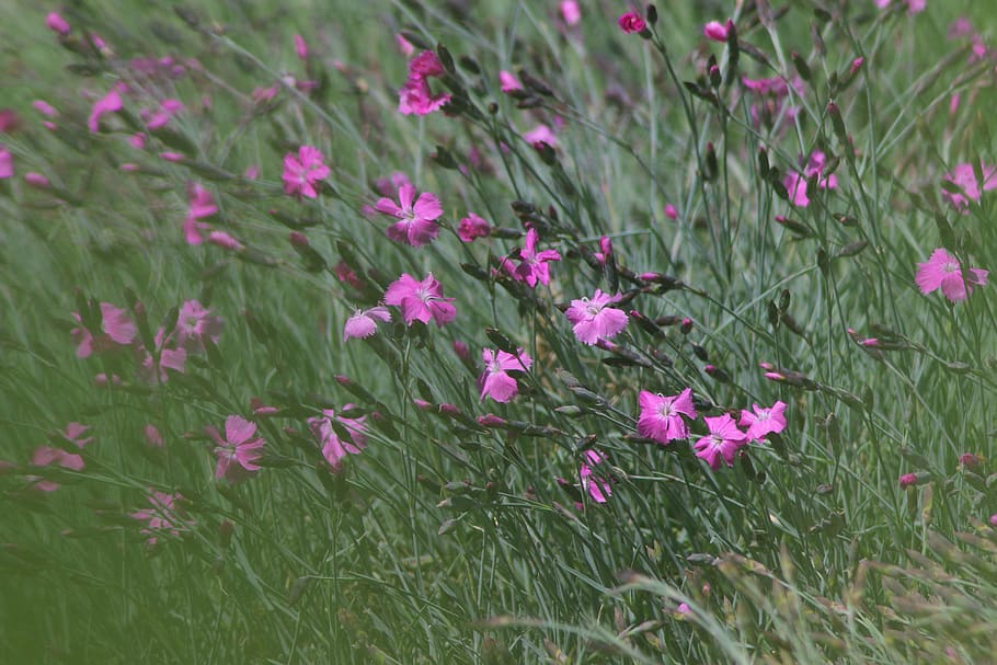 pink, flowers, flowering plant, pink color, freshness, growth HD wallpaper