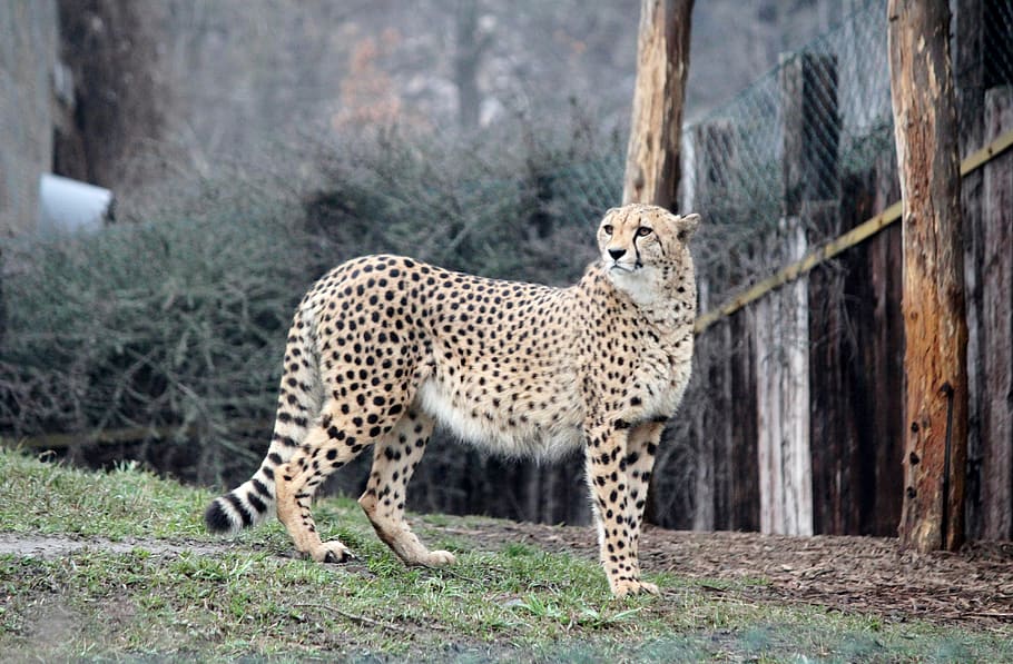 cheetah, zoo, beast, predator, cat, speed, run, animal, spots HD wallpaper