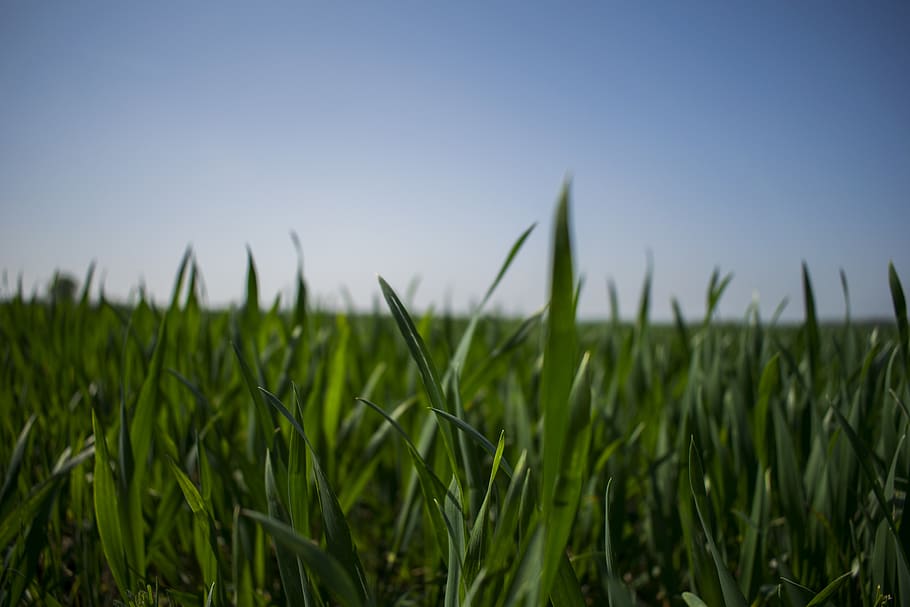 grass, nature, sky, field, ground, background, wallpaper, plant HD wallpaper