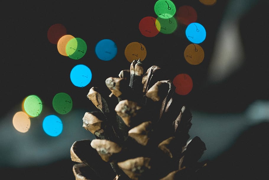 Selective Focus Photography of Pine Cone, art, background, blur HD wallpaper