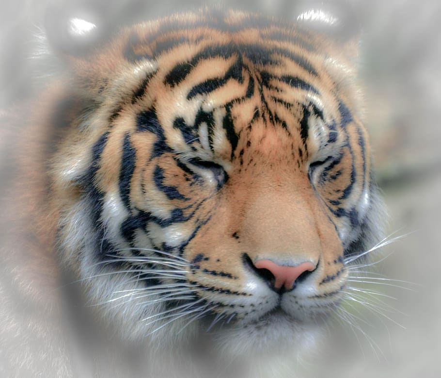 tiger, animal themes, one animal, big cat, animal wildlife HD wallpaper