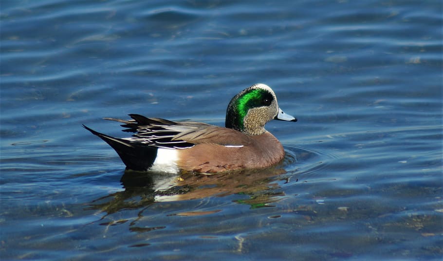 black mallard duck, bird, animal wildlife, animals in the wild HD wallpaper