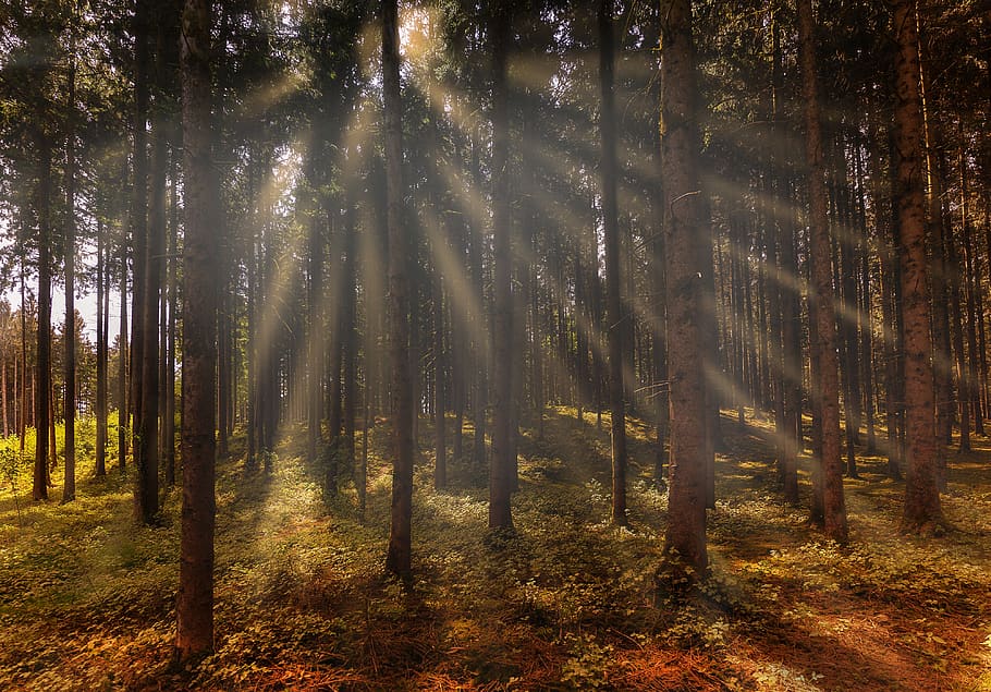 nature, landscape, forest, trees, atmospheric, fog, sunbeam HD wallpaper