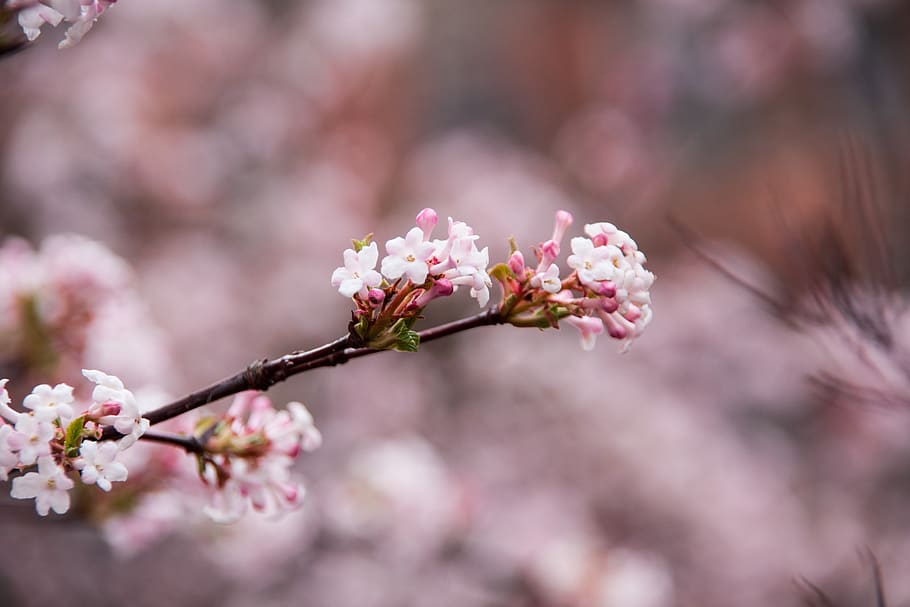 spring, nature, garden, close up, plant, flower, blossom, bloom HD wallpaper