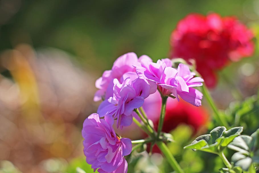 Как цветет герань фото Lilac-colored geranium 1080P, 2K, 4K, 5K HD wallpapers free download, sort by re