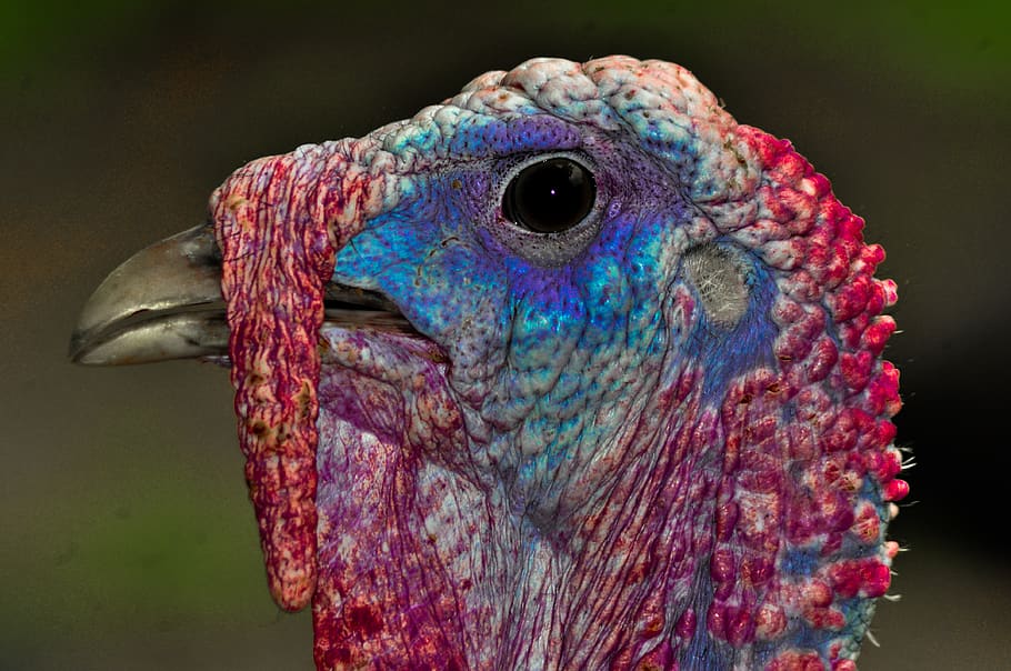turkey, animals, bird, nature, macro, micro, poultry, food HD wallpaper