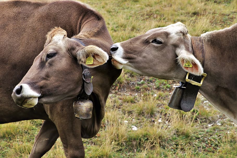 cows, alpine, para, total, animals, pasture land, earring, ears HD wallpaper