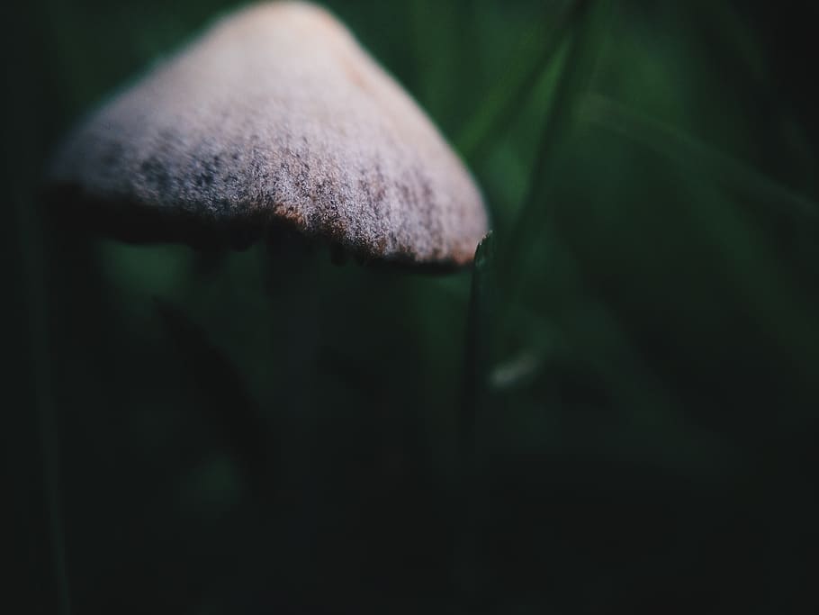 netherlands, westerbork, focus, blur, forest, grass, macro HD wallpaper