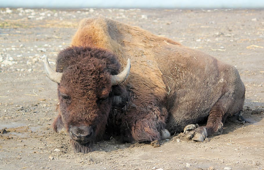 bison, buffalo, american, prairie, lying, animal, corners, wild ginger, HD wallpaper
