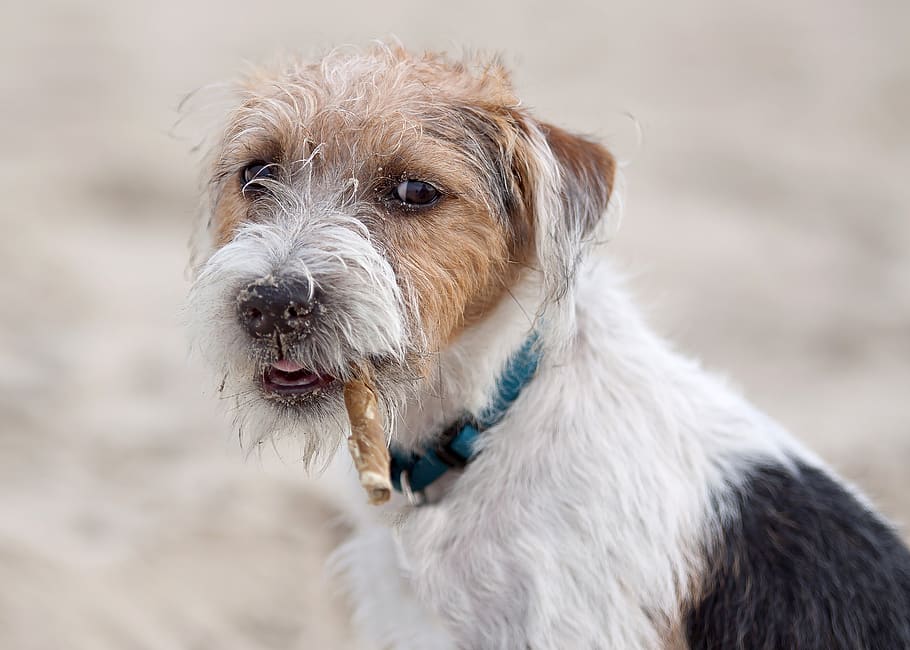 dog, terrier, parson, russel, jack russel, nature, animal holiday HD wallpaper