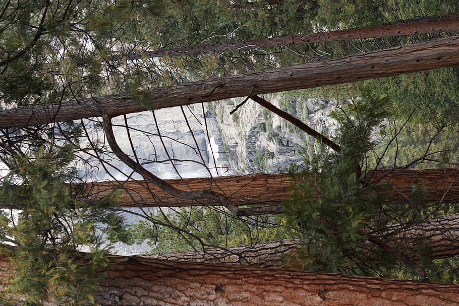 green-leafed tree, plant, tree trunk, redwood, conifer, abies HD wallpaper