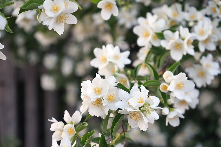 flowers, tree, spring, nature, bloom, plant, garden, flowering plant HD wallpaper