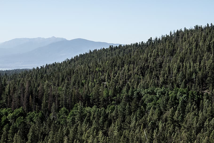 trees, forest, colorado, mountains, scenics - nature, plant HD wallpaper
