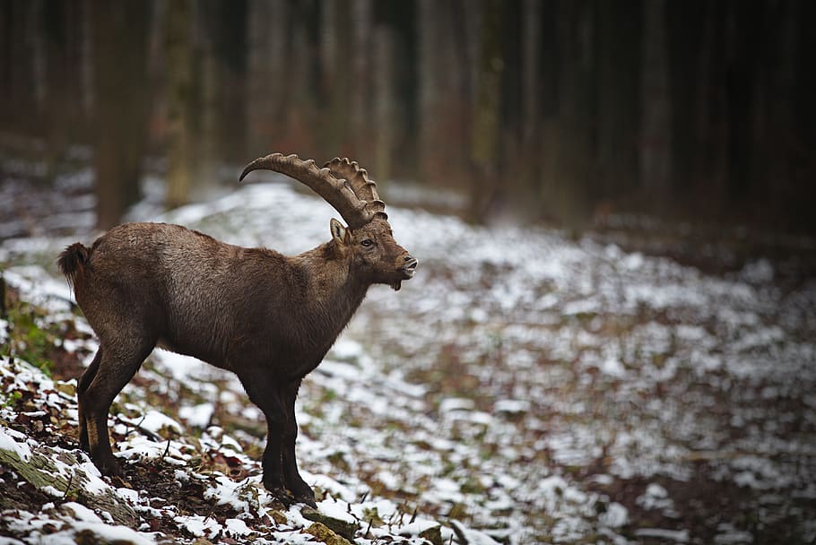 winter, forest, capricorn, wilderness, animal themes, one animal HD wallpaper