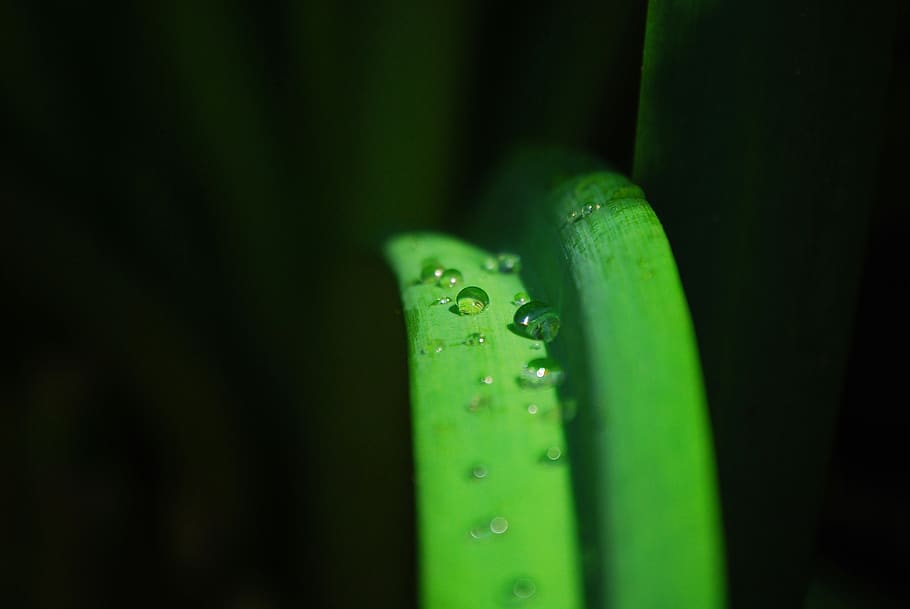 trickle, water, dew, herb, green, black, wet, macro, liquid HD wallpaper