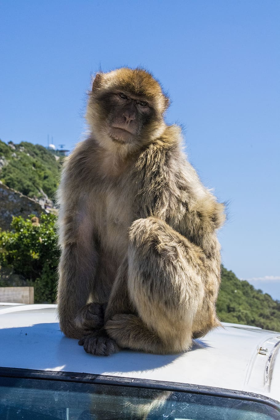 monkey, gibraltar, animal, primate, rock, mammal, animal wildlife HD wallpaper